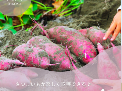 四国で芋掘りができるおすすめ農園4選！さつまいもが楽しく収穫できる体験施設を紹介【2025年最新】