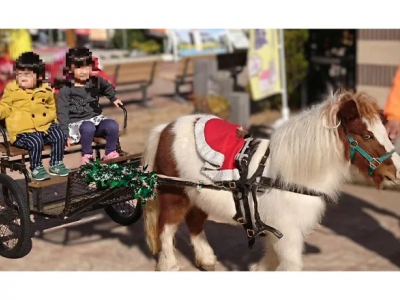 クリスマスは可愛い動物たちと過ごそう♪