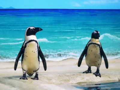 よちよちかわいいペンギンがやってくる♡