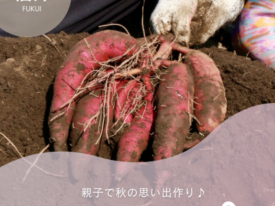親子で秋の思い出作り♪ 福井県で芋掘り体験ができるスポット3選