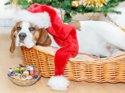 クリスマスはかわいい動物たちと過ごそう♪