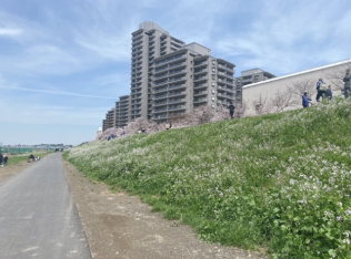 多摩川ガス橋緑地公園&桜並木