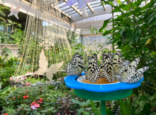 石川県ふれあい昆虫館