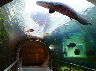 栃木県なかがわ水遊園　おもしろ魚館(水族館)