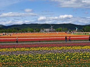 かみゆうべつチューリップ公園