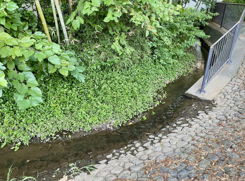 小平グリーンロード親水公園