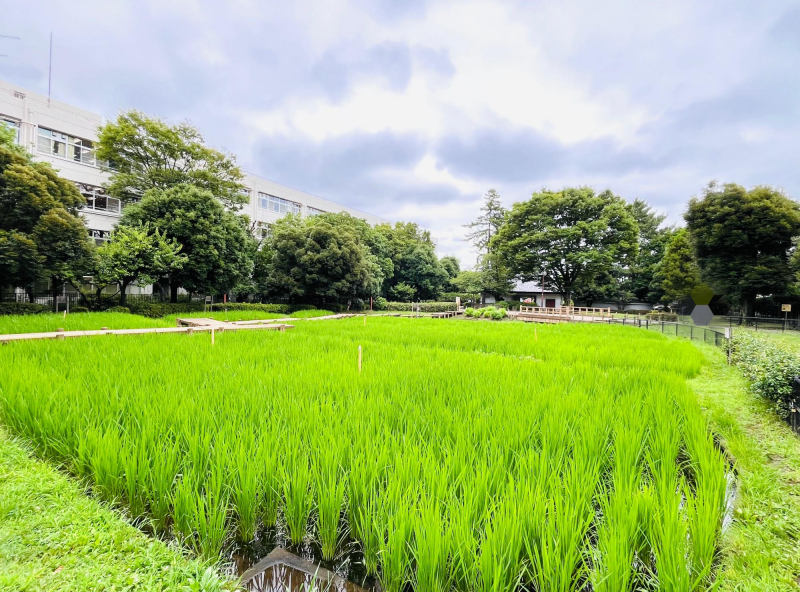 秋の陽公園