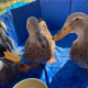 この夏は動物たちと涼しく遊ぼう！
