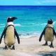 【抽選会も開催】よちよち歩きがかわいいペンギンがやってくる！