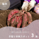親子で秋の思い出作り♪ 福井県で芋掘り体験ができるスポット3選